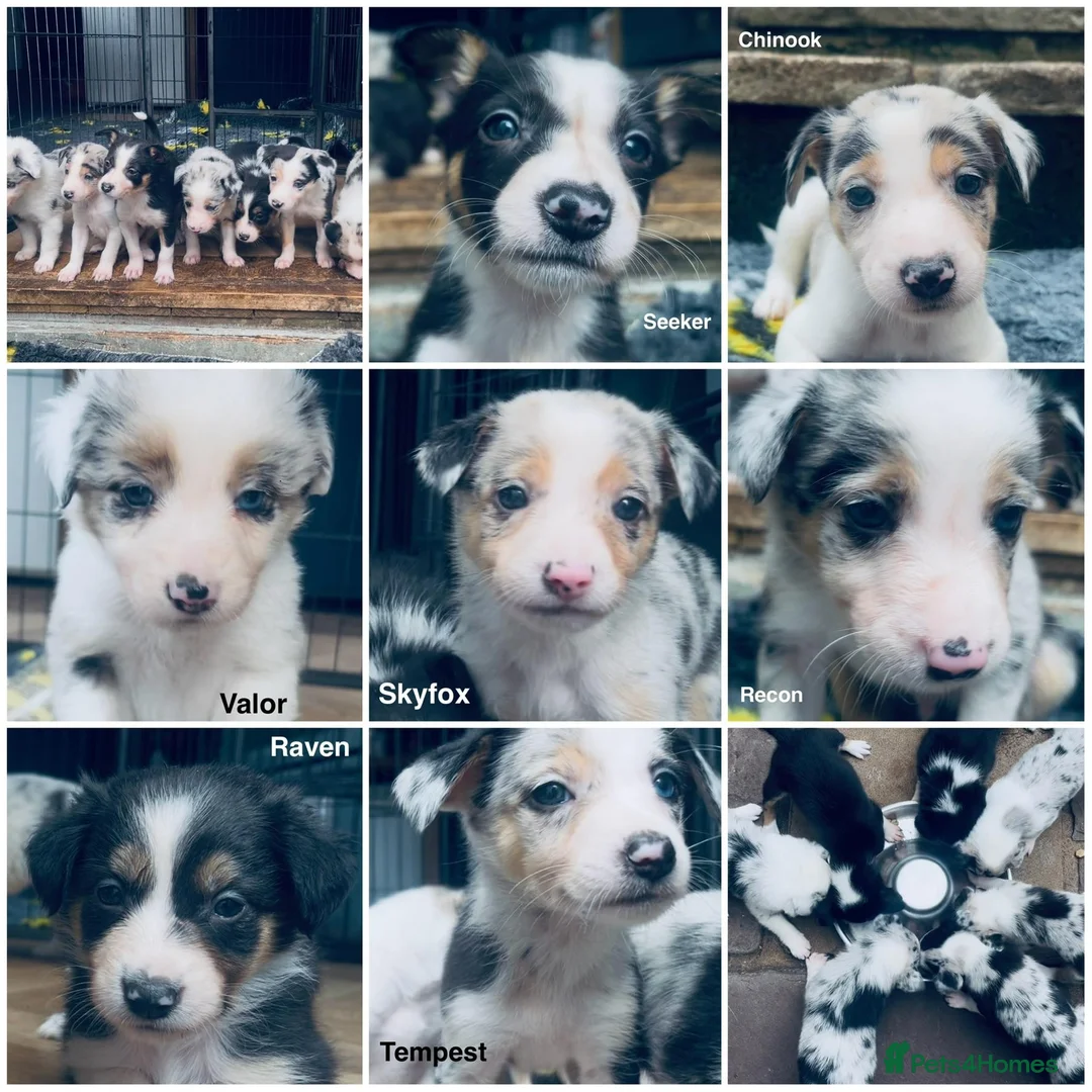 Border Collie dogs for sale: Beautiful Harlequin Merle Tri Border Collie Pups - Advert 2
