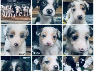 Border Collie dogs Beautiful Harlequin Merle Tri Border Collie Pups - Advert 2
