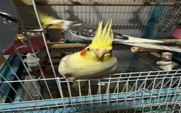 Cockatiels birds for sale: Cockatiels very tame - Advert 5