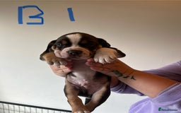 Mixed Breed dogs for sale: Puppies - Image 2