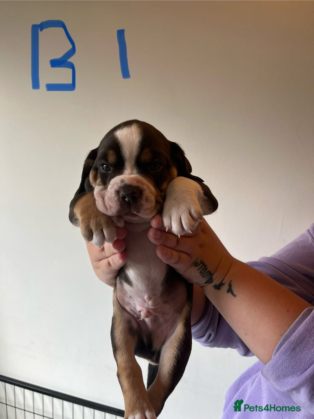 Mixed Breed dogs for sale: Puppies - Image 2