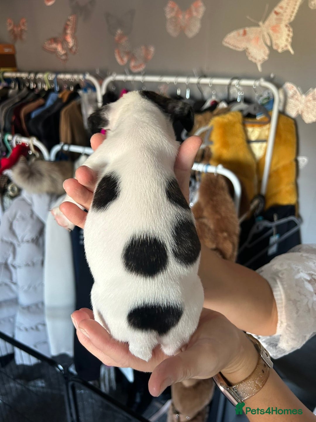 French Bulldog dogs for sale: Puppys  - Advert 13