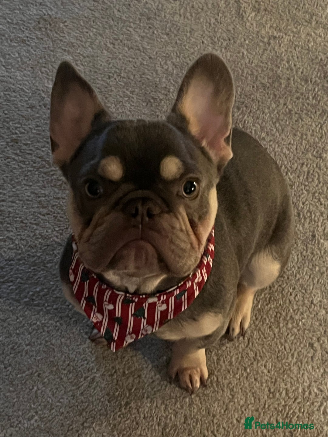 French Bulldog dogs for stud: Lilac and tan French bulldog-Hugo  - Advert 1