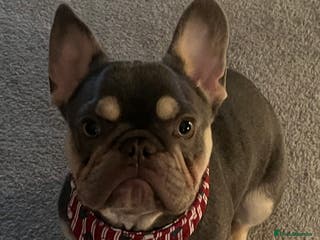 French Bulldog dogs Lilac and tan French bulldog-Hugo - Advert 1