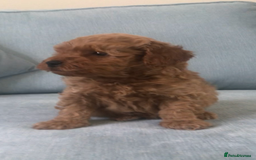 Cockapoo dogs for sale: Toy F1B cockapoo pups - Image 9