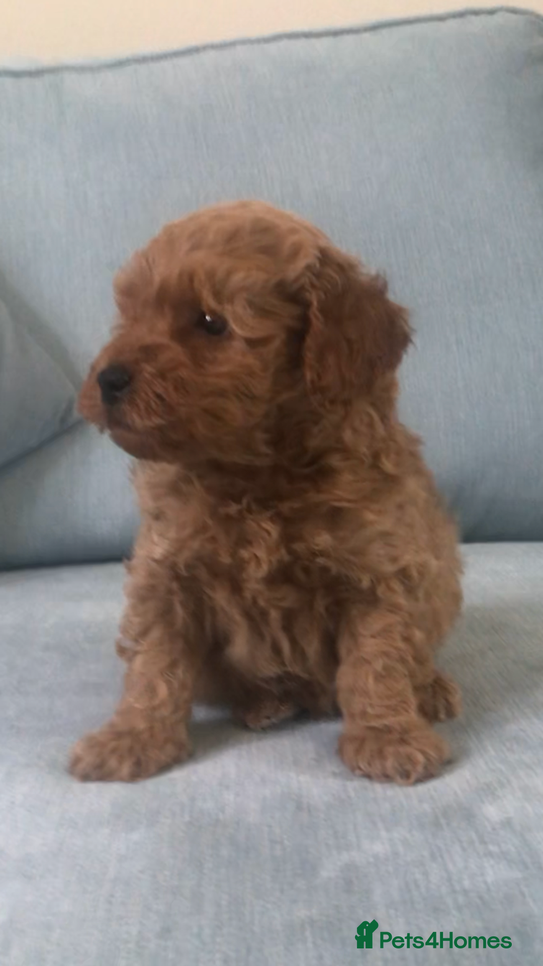 Cockapoo dogs for sale: Toy F1B cockapoo pups - Image 9