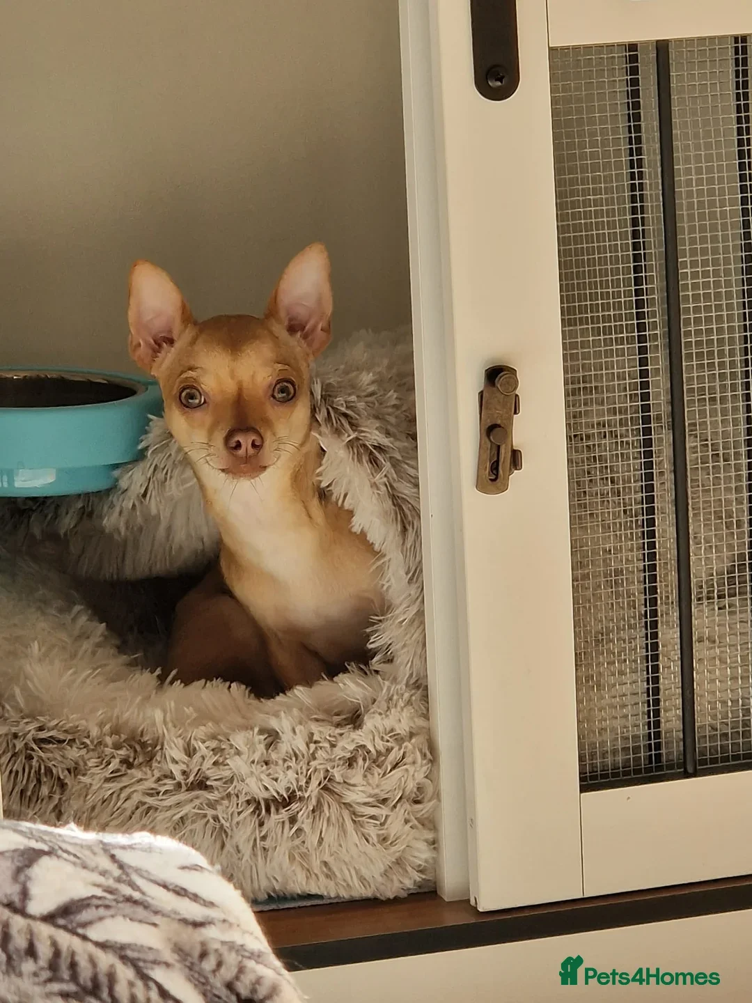 Chihuahua dogs for stud: Proven Fawn Chihuahua Stud - Advert 3