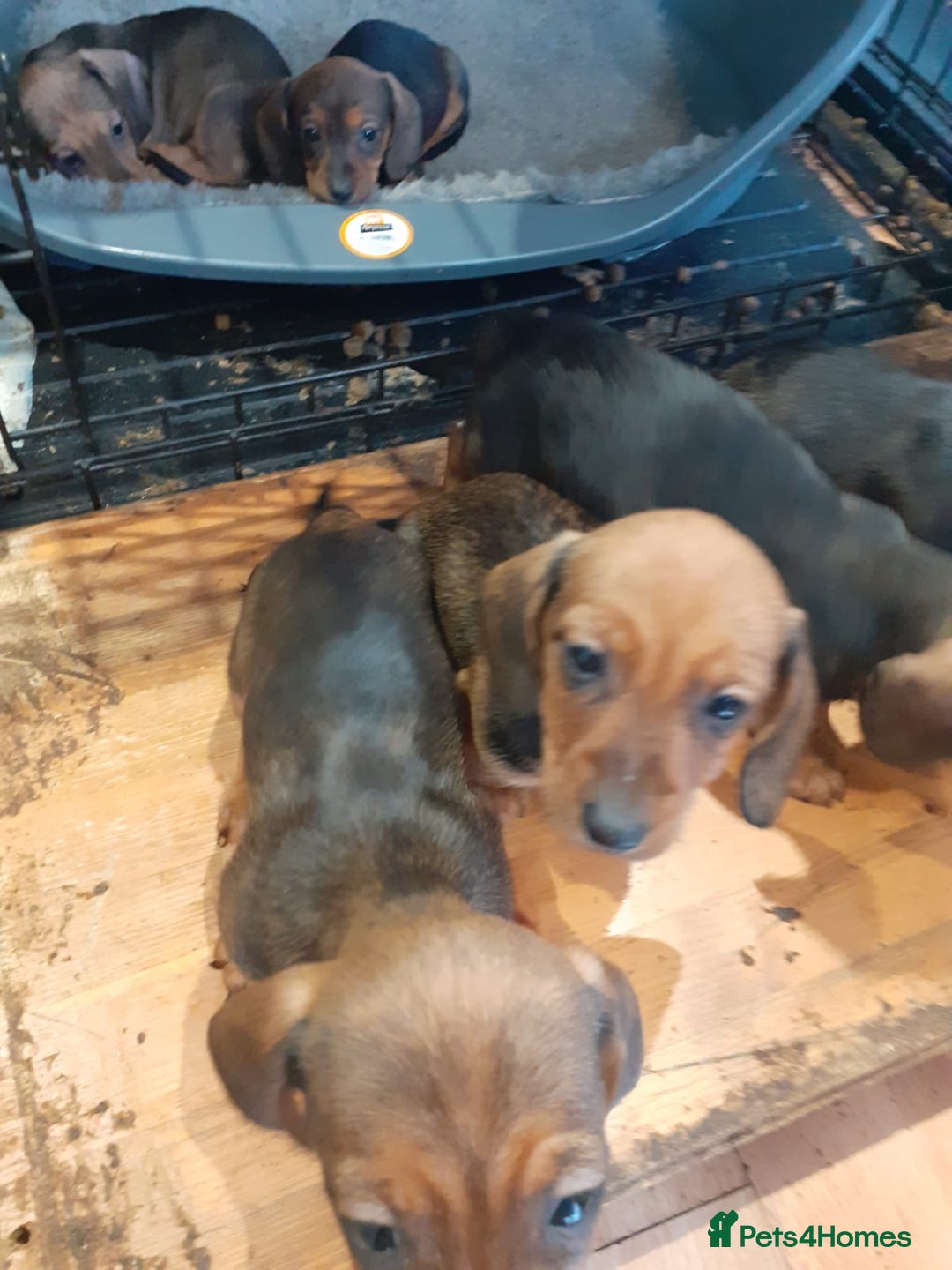 Miniature Dachshund dogs for sale: Gorgeous Miniature dachshund ready now - Advert 1