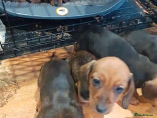 Miniature Dachshund dogs Gorgeous Miniature dachshund ready now - Advert 3