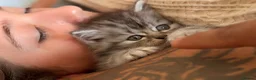 Persian cats for sale: READY TO LEAVE - Female Persian Kitten  - Advert 9