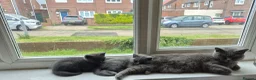 British Shorthair cats for sale: British short hairs for sale - Advert 8
