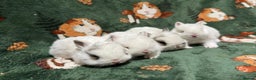 Netherland Dwarf rabbits for sale: Baby Netherland Dwarfs  - Advert 2