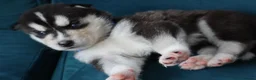 Siberian Husky dogs for sale: 7 Siberian Husky puppies - Advert 10