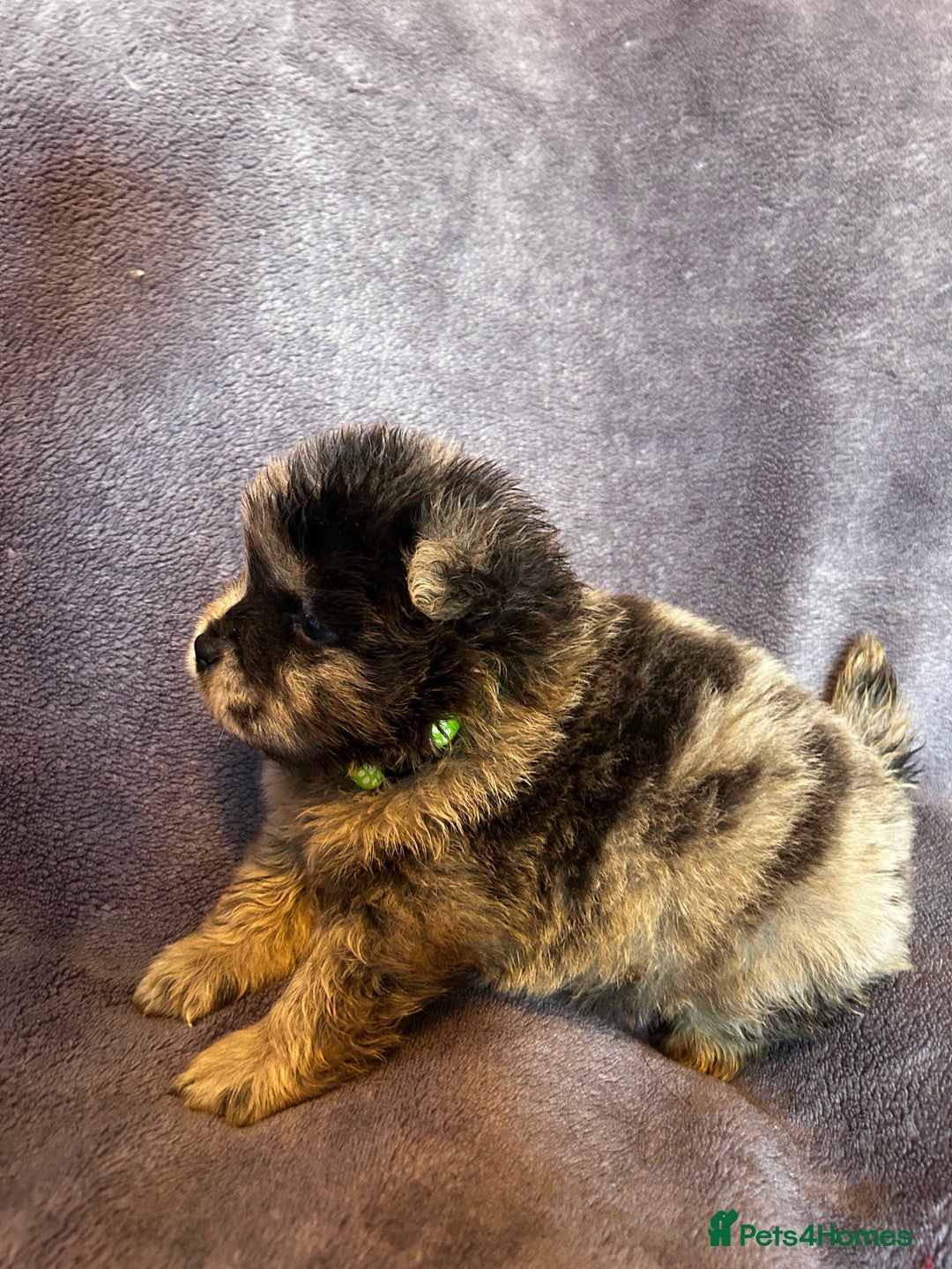 Chow Chow dogs for sale: Stunning chow chow puppies  - Advert 15