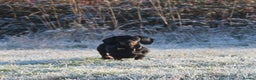 Miniature Dachshund dogs for sale: Stunning Miniature Dachshund Puppies - Advert 6