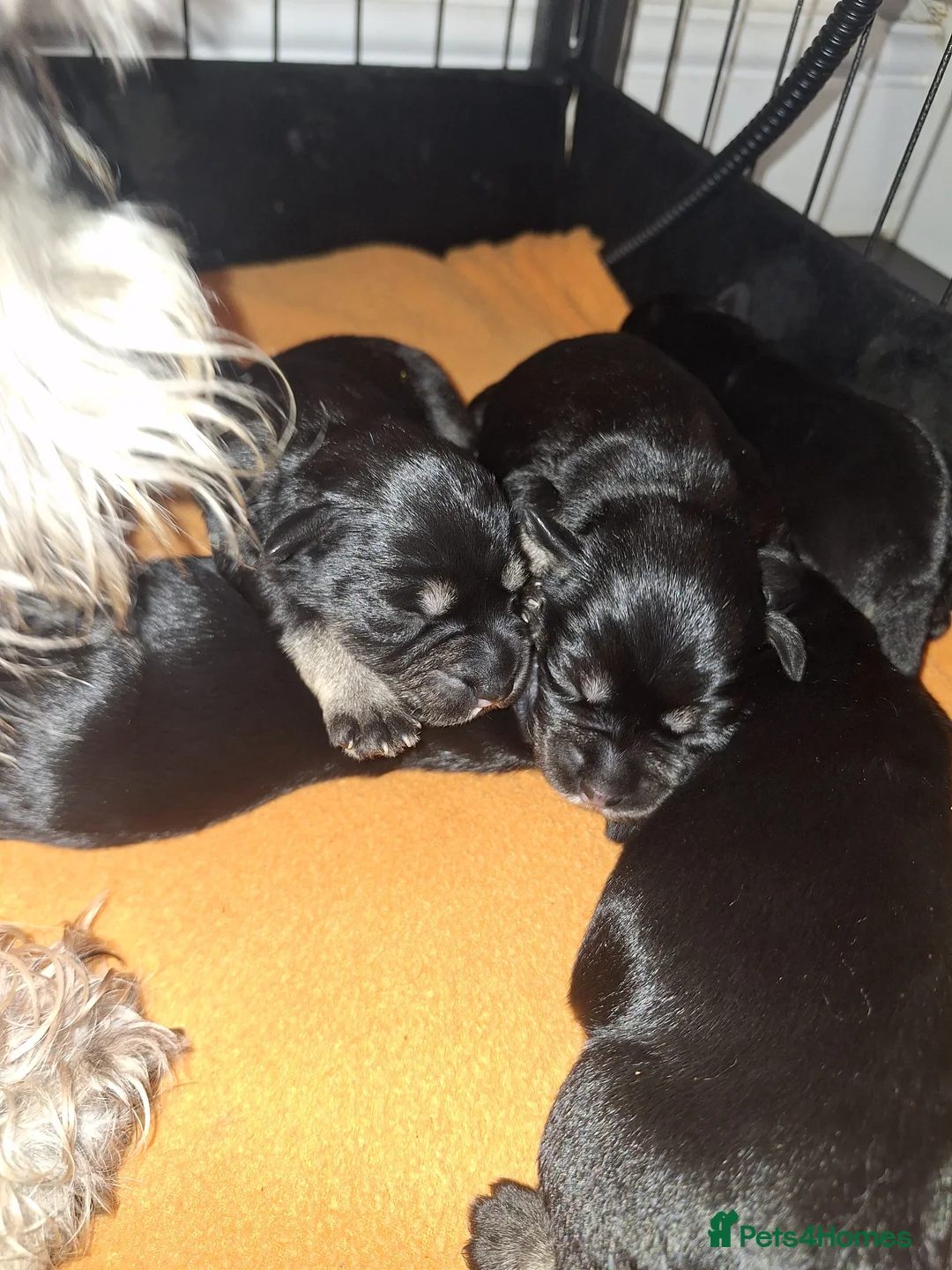 Miniature Schnauzer dogs for sale: 8 adorable miniature schnauzer puppies  - Advert 5