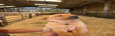 Labrador Retriever 2