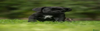 Black collar male