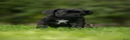 Cane Corso dogs for sale: 5 Towns Italian cane corso spring litter  - Advert 15