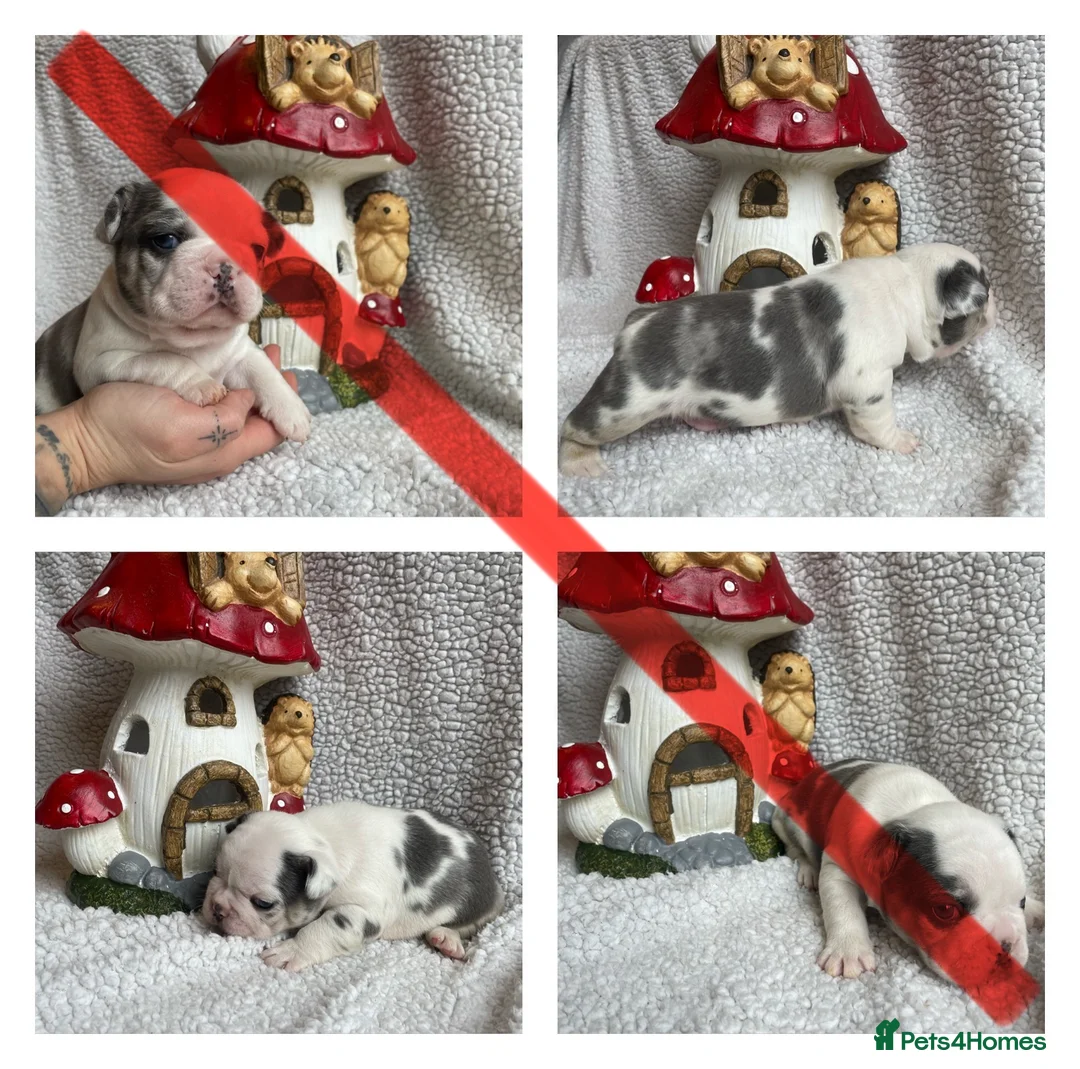 French Bulldog dogs for sale: Husky Fluffy Frenchies 🐶  - Advert 15