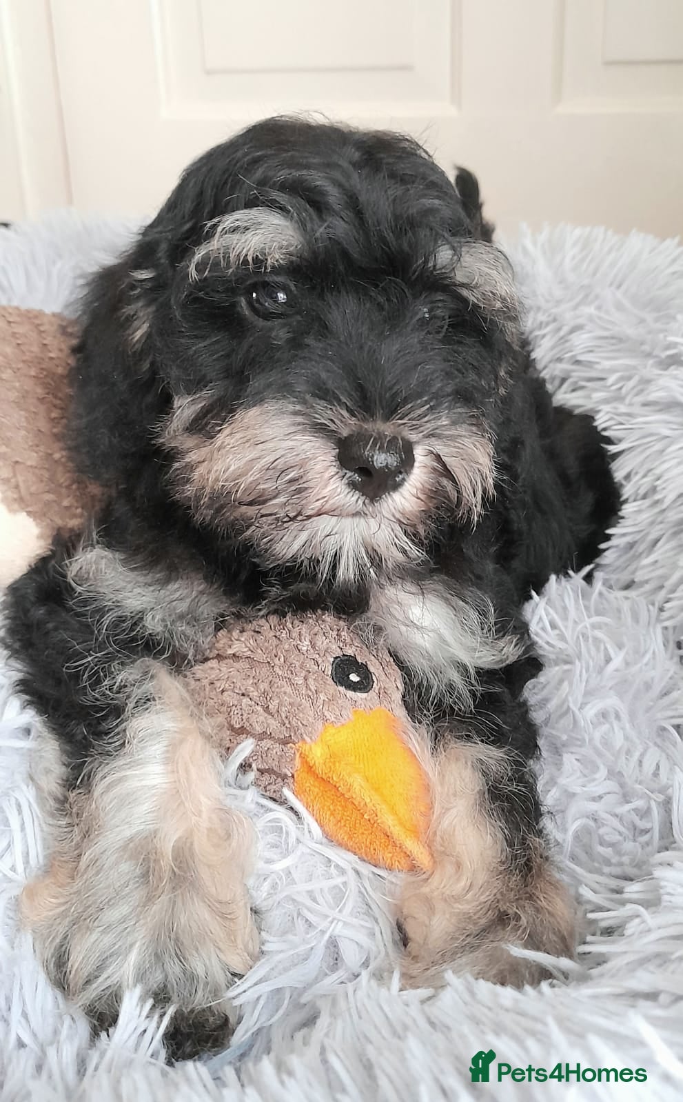 Schnoodle dogs Adorable Schnoodle puppies (ONLY TWO AVAILABLE) - Advert 12