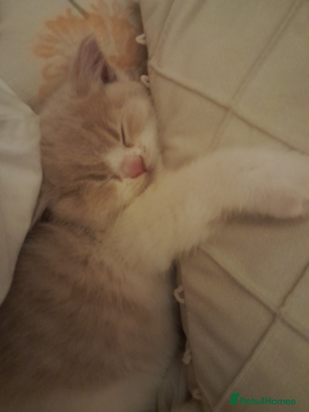 Brazilian Shorthair cats for sale: Beautiful pure bred British shorthair kitten  - Advert 2