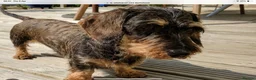 Jackshund dogs for sale:  Daxie Jack pups - Advert 9