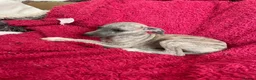 Mixed Breed dogs for sale: Stunning Wiggy’s Italian greyhound x whippet  - Advert 11