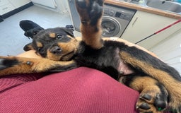Rottweiler dogs for sale: Rottweiler puppies - Image 5