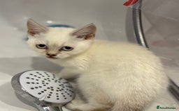 British Shorthair cats for sale: Two beautiful girls waiting for forever home  - Image 14