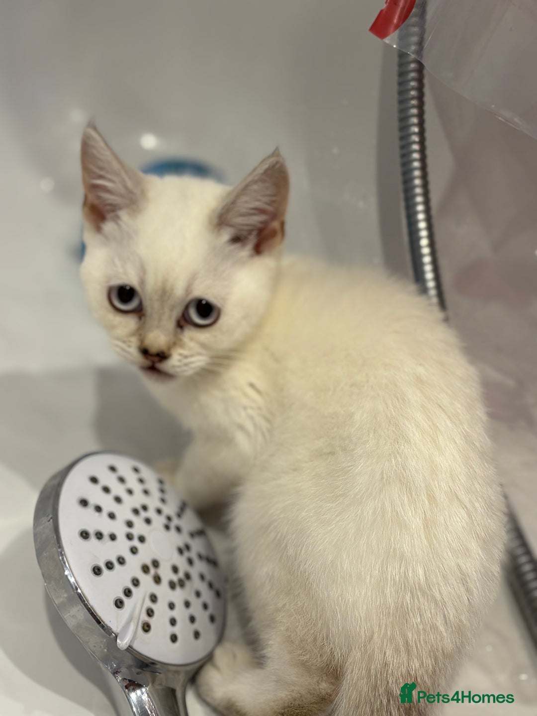 British Shorthair cats for sale: Two beautiful girls waiting for forever home  - Image 14