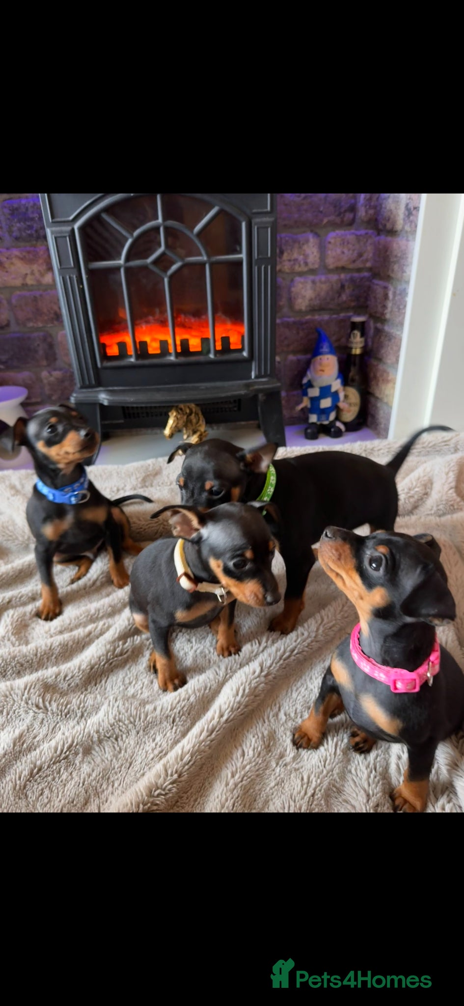 Miniature Pinscher dogs Beautiful Miniature Pinscher puppies  - Advert 1