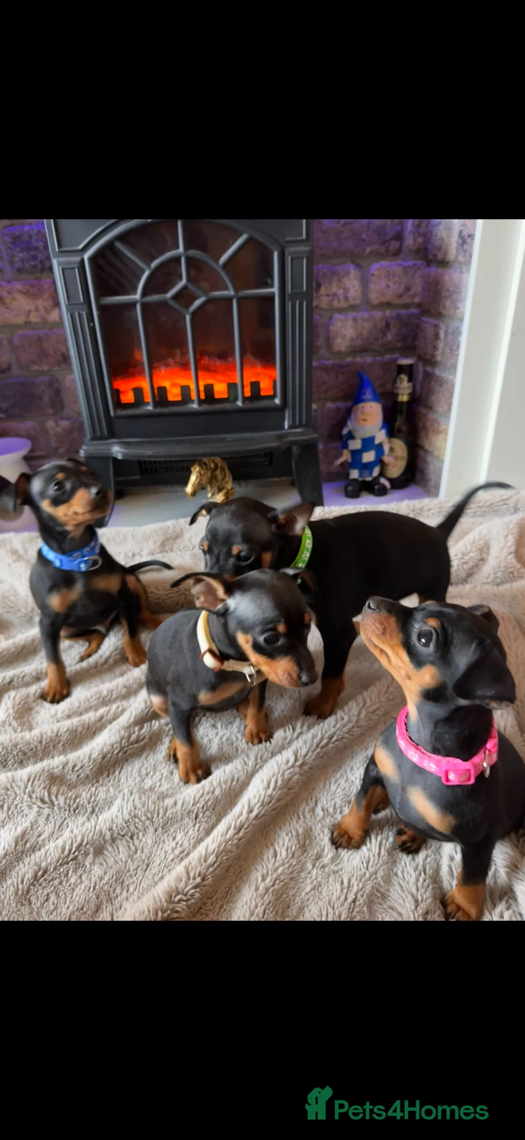 Miniature Pinscher dogs for sale: Beautiful Miniature Pinscher puppies  - Advert 1