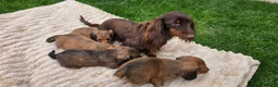 Miniature Dachshund dogs for sale: Miniature longhaired dachshund shaded cream girls in Cambridge - Advert 26