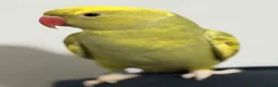 Ringnecks birds for sale: Green Ringneck Pied in Hounslow - Advert 3