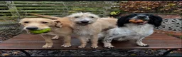 Mixed Breed dogs for sale: Bedlington whippets  - Advert 4