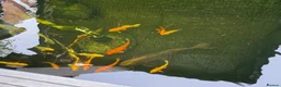 Koi Carp fish for sale: Koi carp  in Fareham - Advert 3