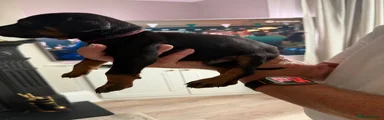 Dobermann 4