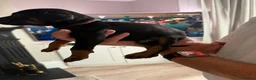 Dobermann dogs for sale: Doberman puppies boys only - Advert 11