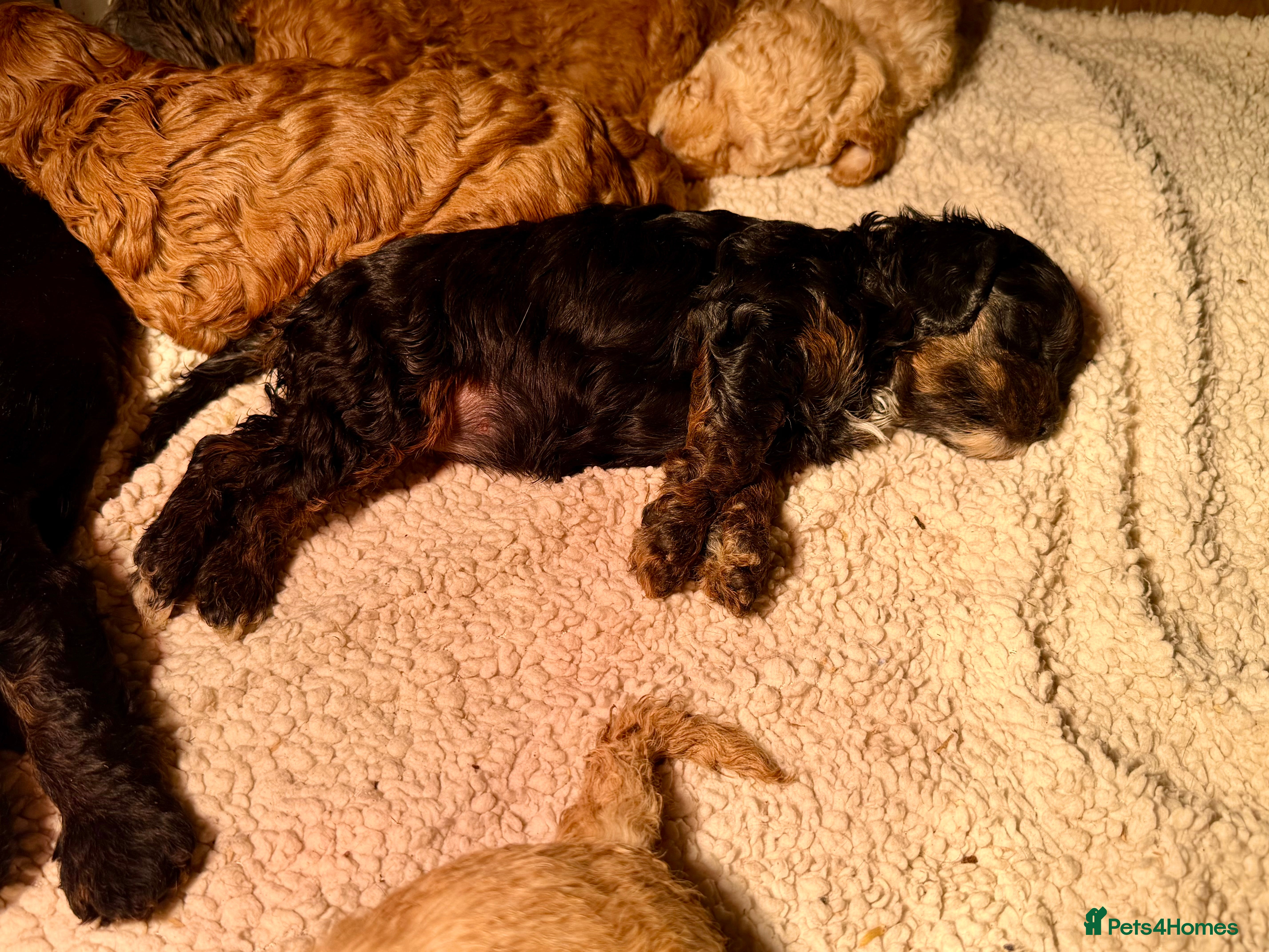 Cavapoo dogs Top quality F1 Cavapoo puppies - Advert 2