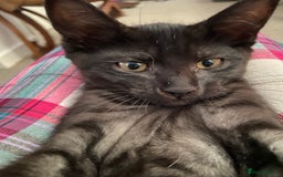 Norwegian Forest Cat cats for sale: Norwegian Forest X BSH - Image 3