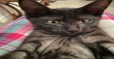 Norwegian Forest Cat cats - Advert 5