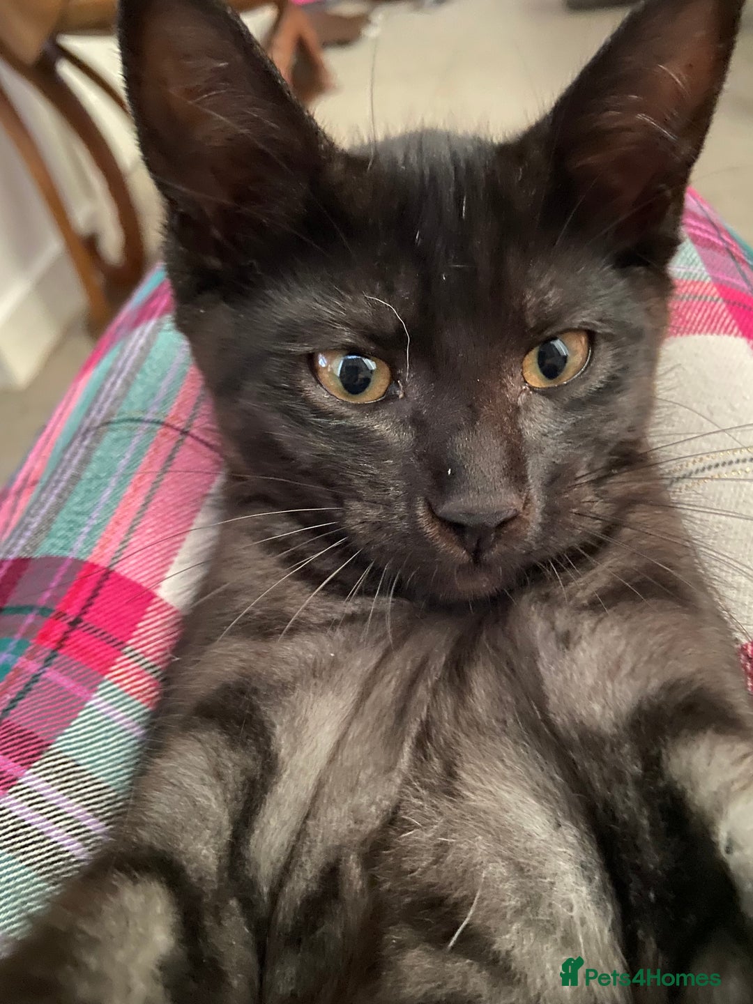 Norwegian Forest Cat cats for sale: Norwegian Forest X BSH - Image 3