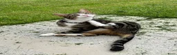 Mixed Breed cats for sale: MALE CAT FREE TO GOOD HOME - Advert 5