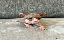 Sphynx cats for sale: Gorgeous pedigree sphynx - Image 11