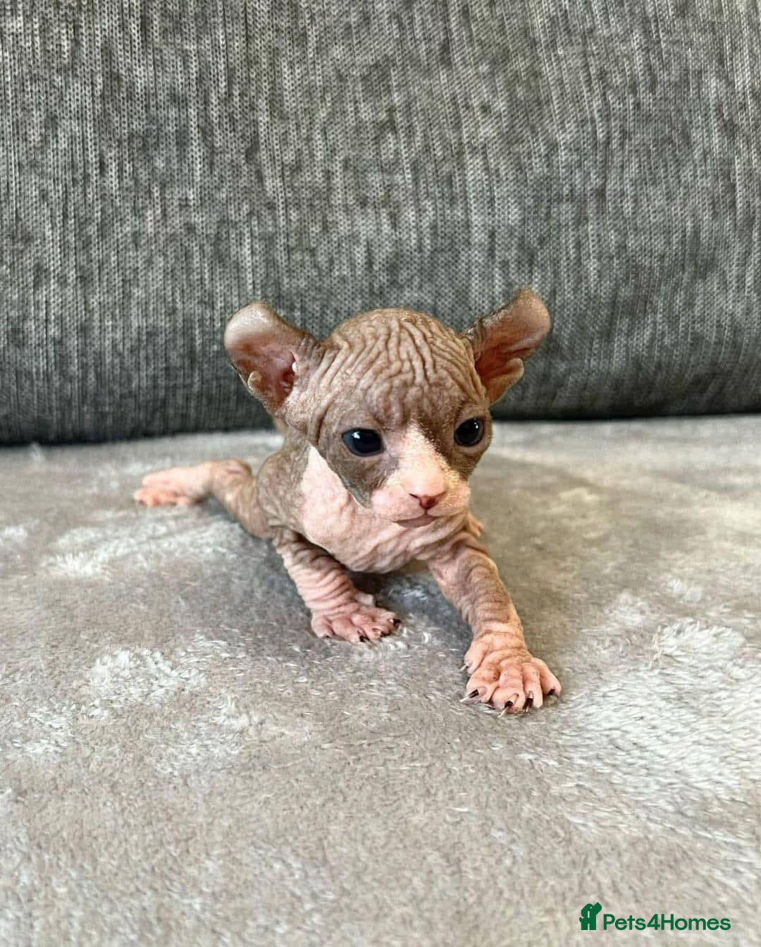 Sphynx cats for sale: Gorgeous pedigree sphynx - Image 11