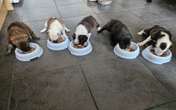 Mixed Breed dogs for sale: 5 Collie x whippet puppies - Image 4