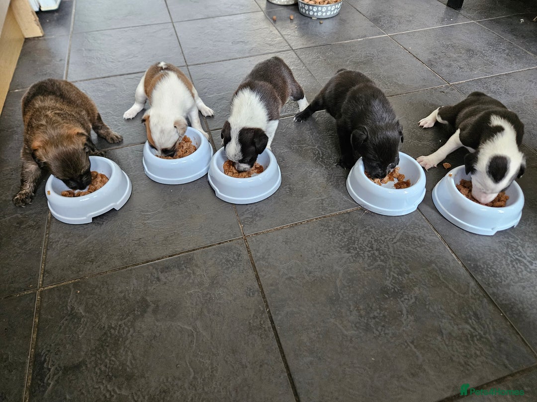 Mixed Breed dogs for sale: 5 Collie x whippet puppies - Image 4