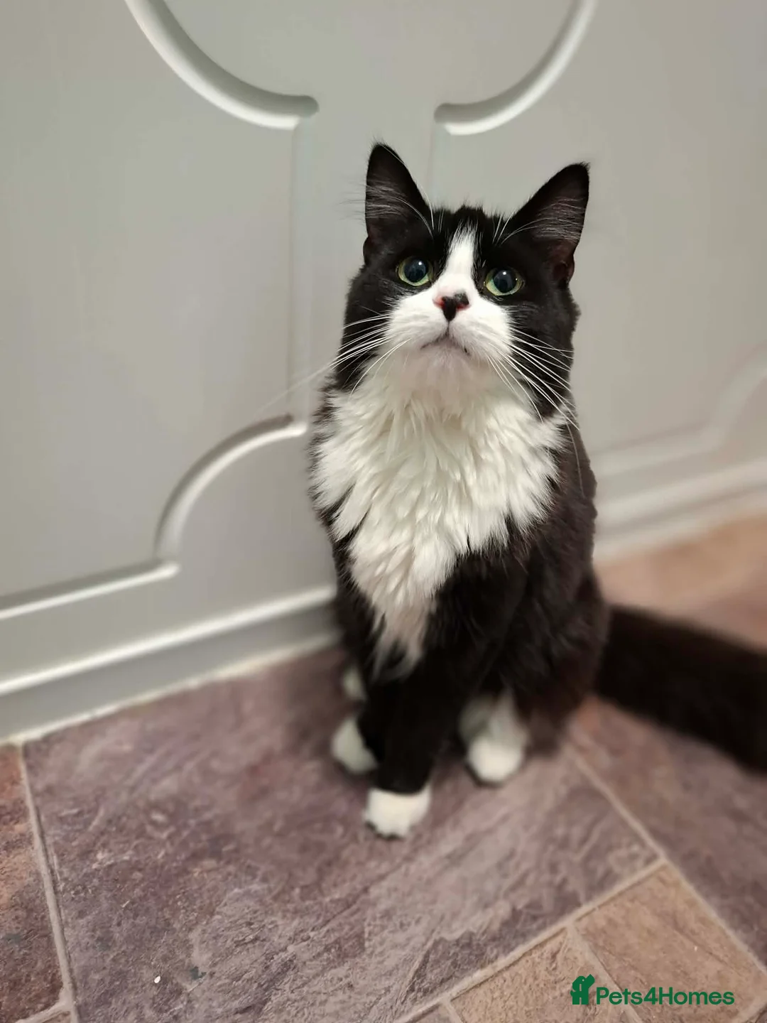 Mixed Breed cats for sale: Two female sisters in need of a loving home 🏡  - Advert 2