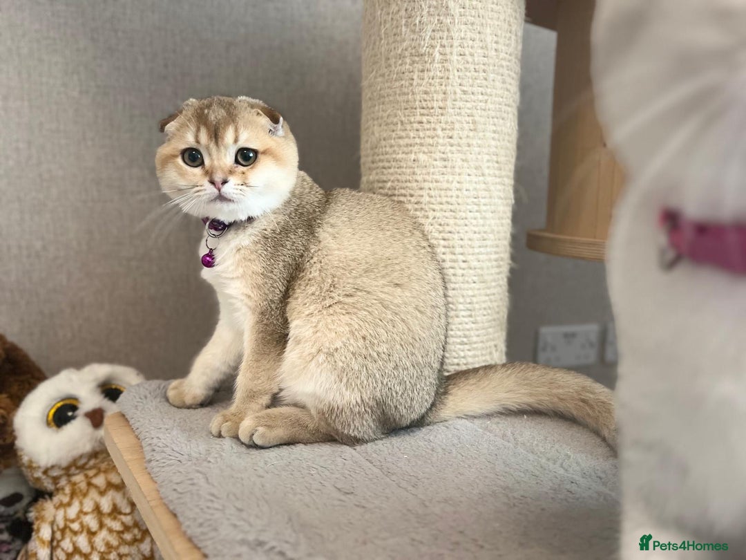Scottish Fold cats for sale: Beautiful TICA Registered Scottish Girl Kittens - Advert 3